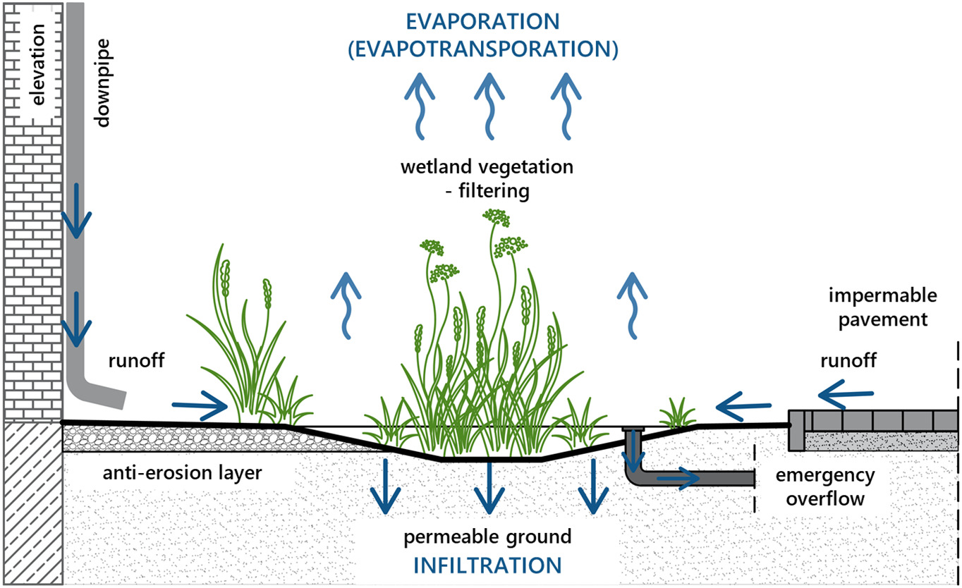 Diagram showing water infiltrating and evaporating from a rain garden